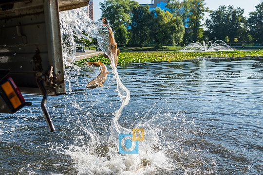 Фото: В «Баранку» выпустили карпа