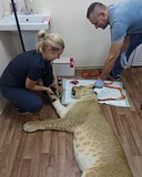 Одинцовские ветеринары удалили львице зубы