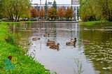 Осень в Одинцово, «Баранка»