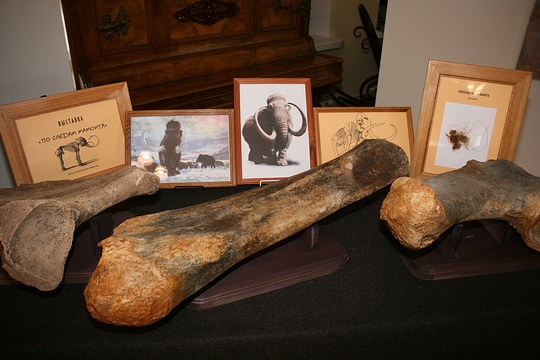 В одинцовском краеведческом музее хранятся останки динозавра, обнаруженные близ деревни Аксиньино, Краеведы обнаружили в Одинцово мамонта