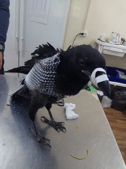 Одинцовские ветеринары спасли ворона со сломанным крылом, Одинцовские ветеринары спасли ворона со сломанным крылом