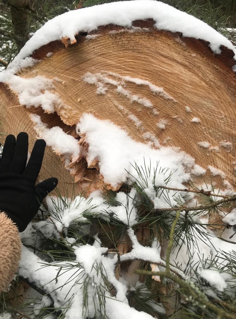 Одно из срубленных деревьев, Над Брёховским лесом снова нависла угроза вырубки