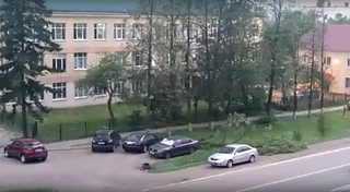 В Кубинке водитель успел отъехать от падающего дерева