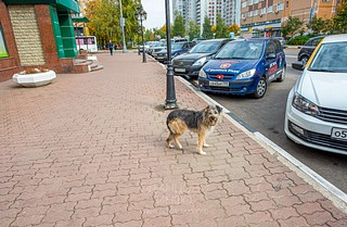 Бездомные собаки на ул. Маршала Жукова
