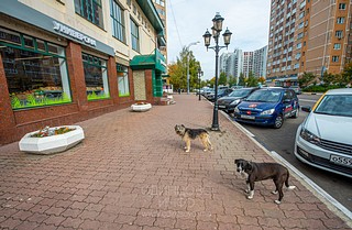 Бездомные собаки на ул. Маршала Жукова