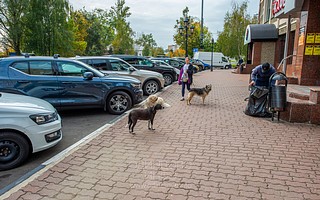 Бездомные собаки на ул. Маршала Жукова