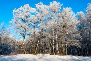 Подушкинский лес, зима