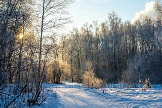 Подушкинский лес, зима