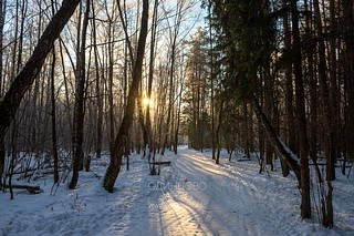 Подушкинский лес, зима
