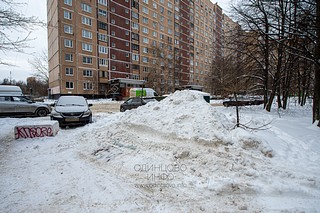 Несанкционированная свалка грязных снежных отходов, содержащих антигололёдные реагенты, на зелёных насаждениях, Можайское шоссе, в районе дома №65