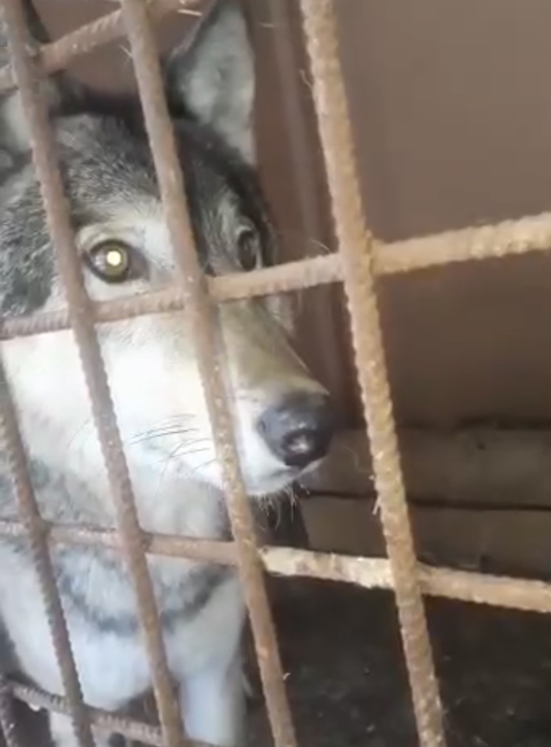 Пойманный волк в одиночном вольере в приюте, Пойманного в Одинцовском округе волка привили от бешенства и поместили на карантин