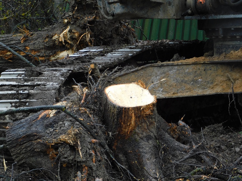 На срезе пня хорошо видно, что было уничтожено здоровое дерево, Последствия вырубки деревьев в Одинцово-1