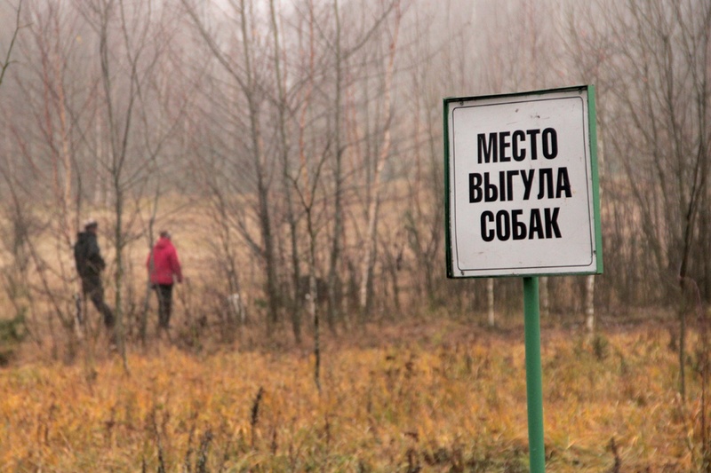 В Одинцовском округе организуют десять мест для выгула собак, Апрель