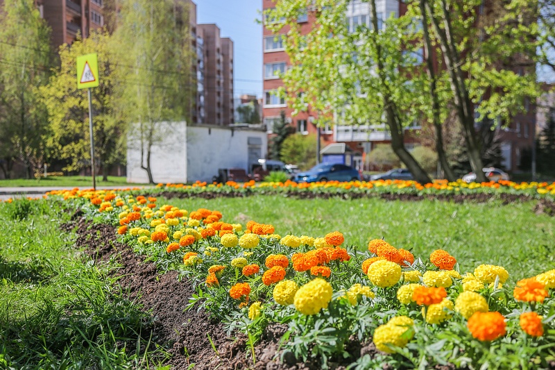 Цветочная клумба. Фото: сайт администрации Одинцовского округа, В Одинцово потратят 4,6 млн руб. на высадку цветов