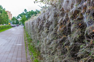 Паутина на кустах боярышника