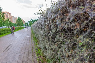 Паутина на кустах