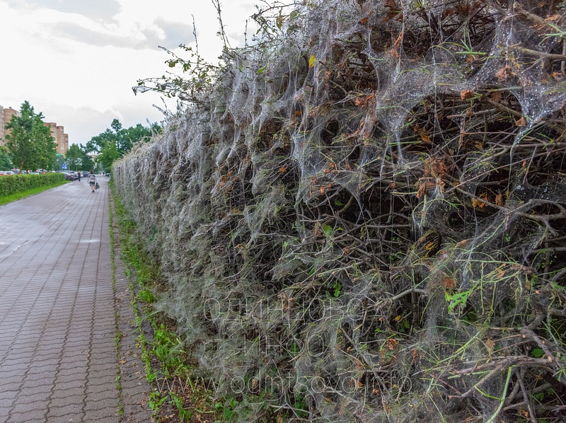 Плотный слой паутины на кустах, «Огнёвка» сожрала кусты боярышника на Красногорском шоссе в Одинцово