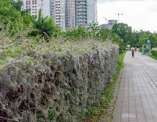 Все кусты покрыты паутиной