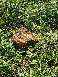В водоёме деревни Губкино отравили уток