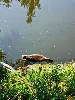В водоёме деревни Губкино отравили уток
