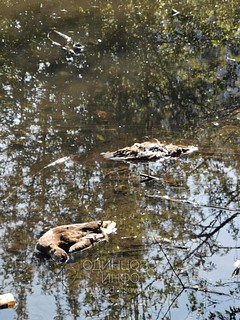 В водоёме деревни Губкино отравили уток