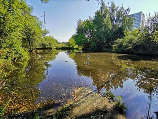 В водоёме деревни Губкино отравили уток