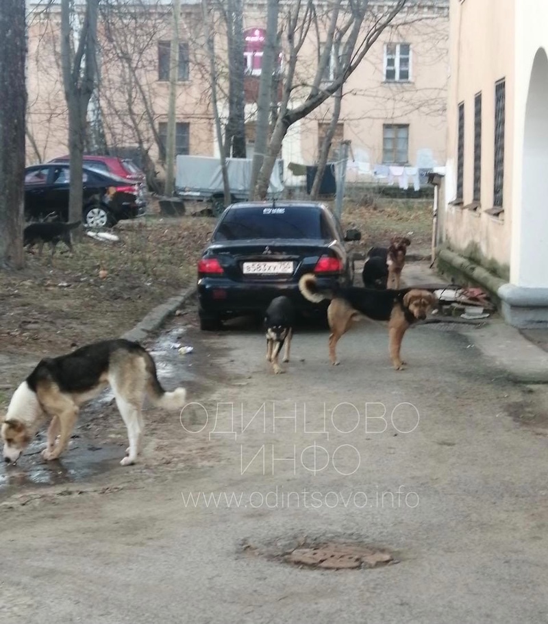 Стая бродячих собак появилась на 1-й Вокзальной улице в Одинцово