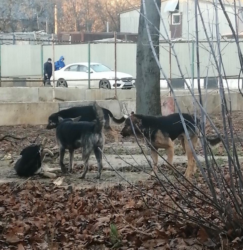 Стая бродячих собак появилась на 1-й Вокзальной улице в Одинцово
