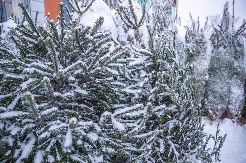 15 января в Одинцовском округе откроют 8 пунктов приёма новогодних ёлок, Январь