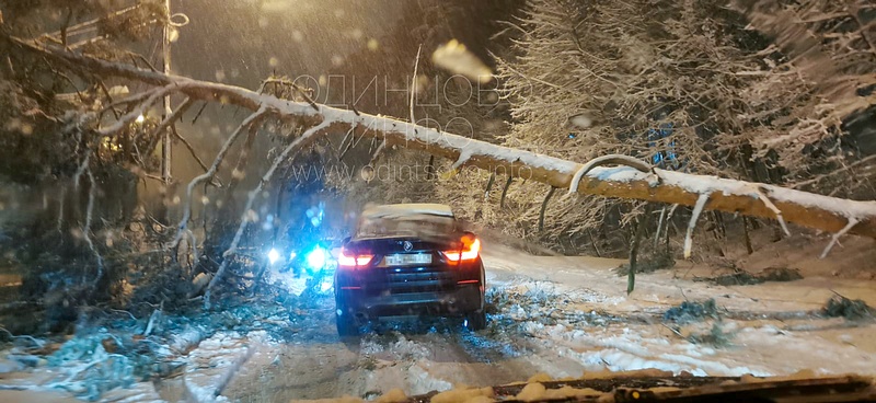 Упавшие деревья на Подушкинском шоссе — последствия обильного снегопада 2 апреля, такая весна 2022 года, Апрель