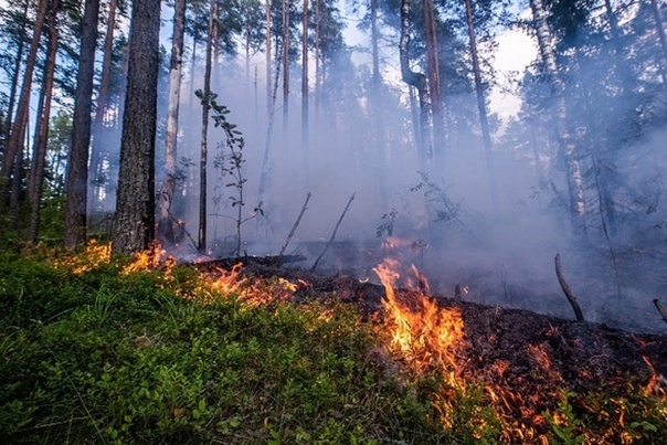 Пожароопасный сезон начался в лесах Подмосковья, Апрель
