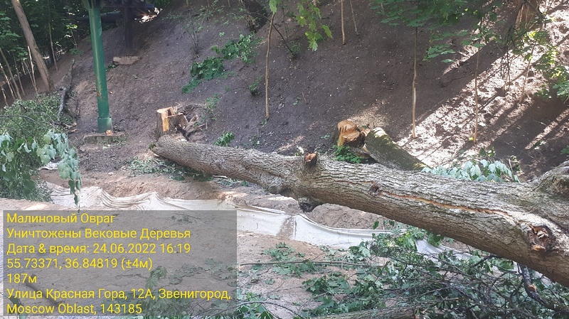 В Звенигороде при благоустройстве вырубили 15 вековых деревьев