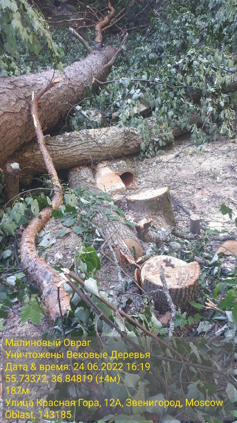 В Звенигороде при благоустройстве вырубили 15 вековых деревьев