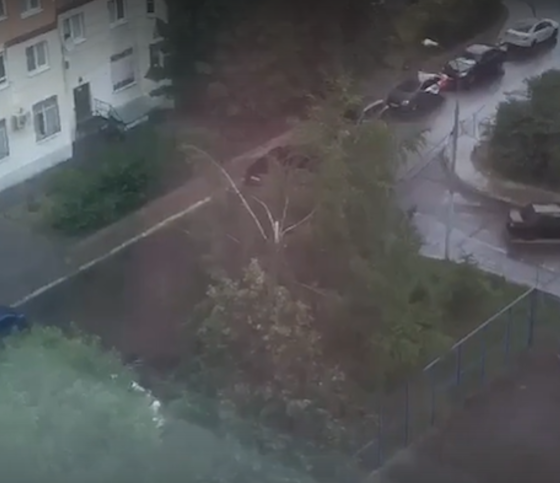 Половину дерева срубило от удара молнии на улице Говорова в Одинцово, Июль