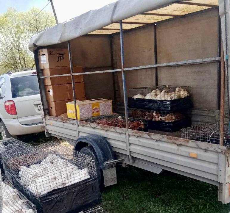Незаконную торговлю курами пресекли в Одинцовском округе, Май