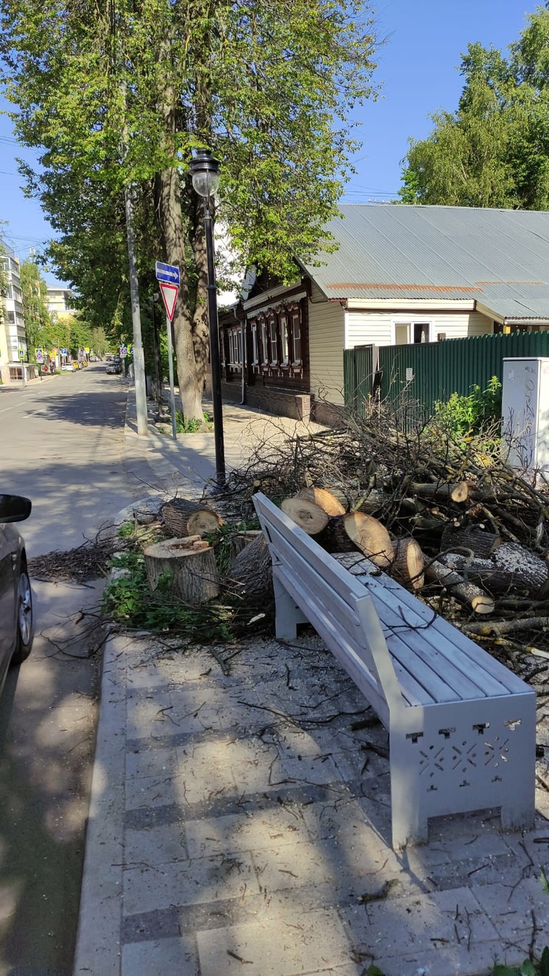 Общественники: в Звенигороде вырубают многолетние липы, загубленные при благоустройстве улиц