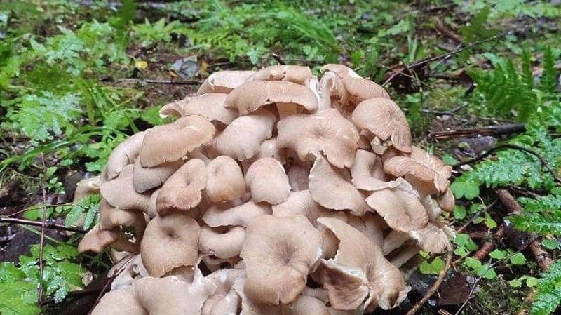 Плодовые тела трутовика разветвлённого состоят как бы из многих сросшихся грибочков и имеют внушительные размеры: могут достигать полуметра в диаметре, Июль