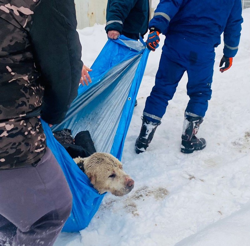 В Одинцовском округе спасли 60-килограммового алабая, который провалился в котлован с холодной водой