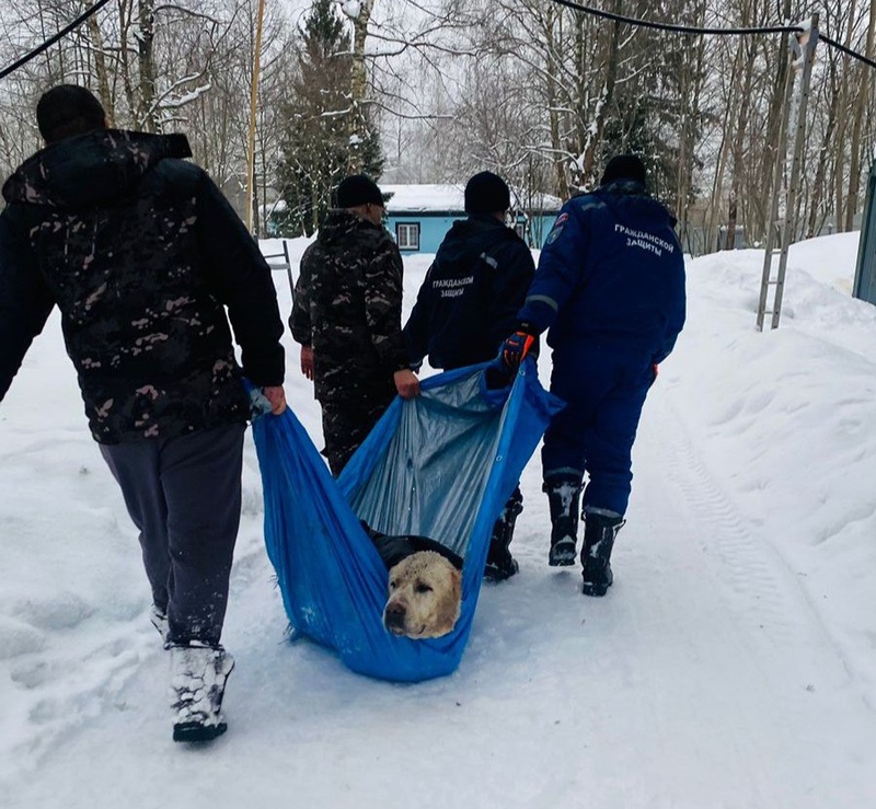 В Одинцовском округе спасли 60-килограммового алабая, который провалился в котлован с холодной водой