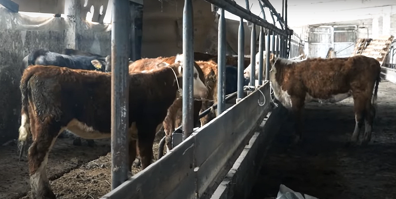 30 коров и телят перевезли из Кубинки в Рузский округ, Май