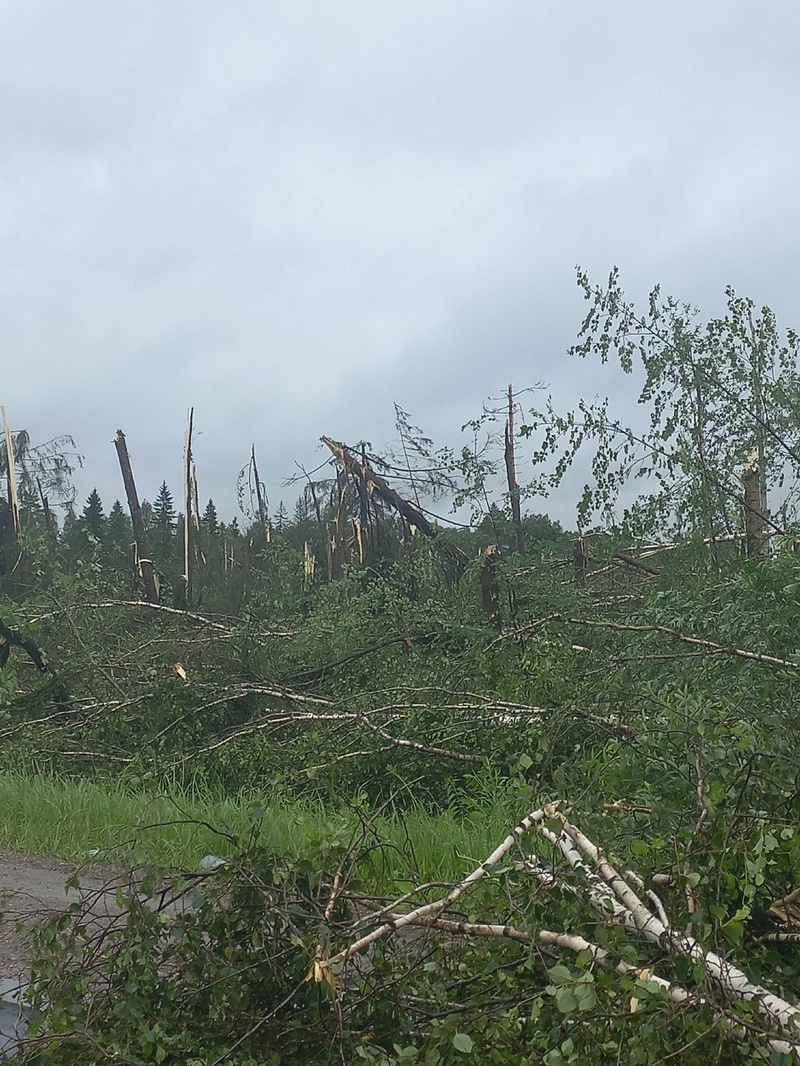 Поваленные деревья в Кубинке, Удар стихии по Одинцовскому округу: «мегаливень» и ураганный ветер