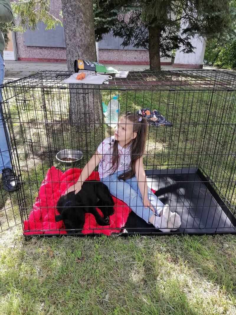 Детки в клетке, В Одинцово прошла выставка бездомных животных