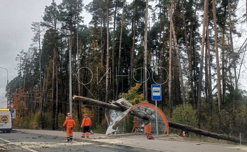 Дерево пробило крышу остановки, Упавшее дерево смяло автобусную остановку на ЦКАД в районе Звенигорода