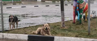 Бродячие собаки в Одинцово
