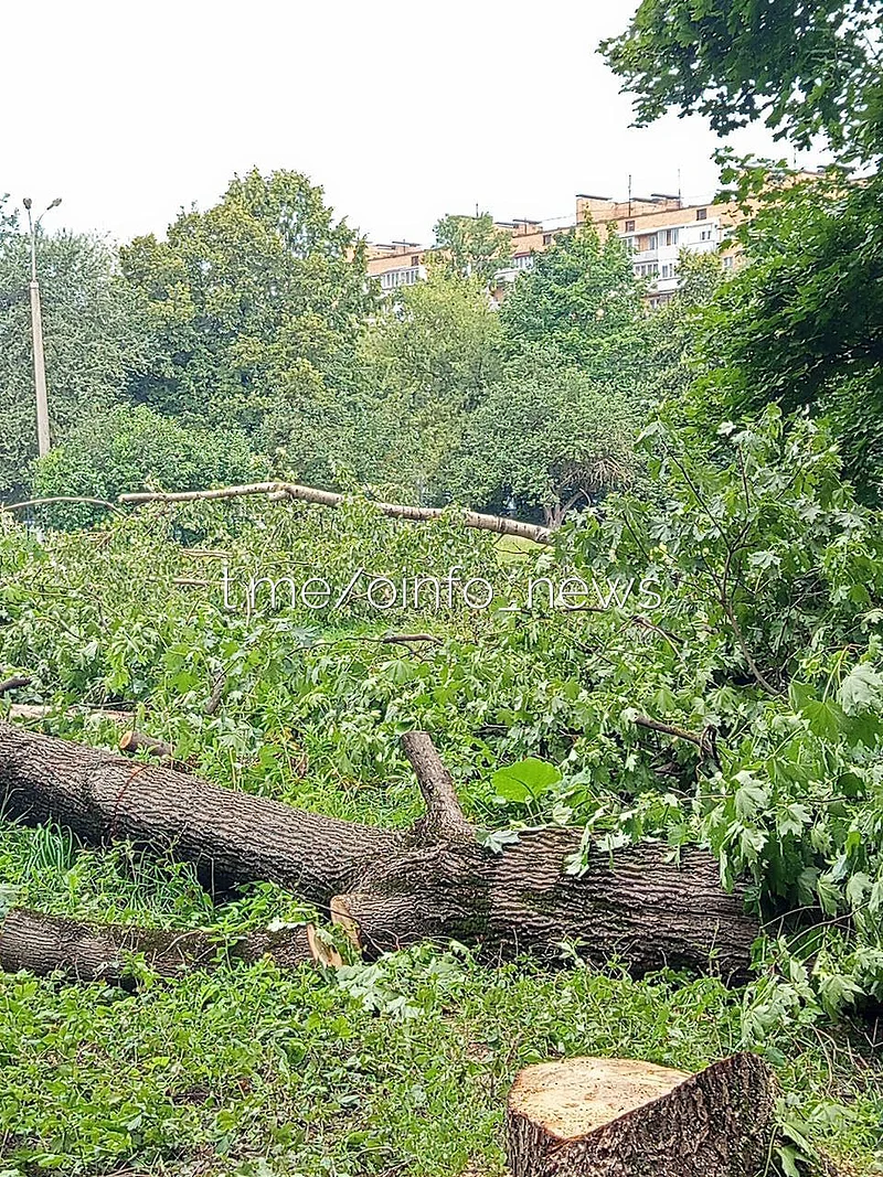 «Оставьте в покое здоровые деревья!»: на территории школы в Одинцово вырубают клёны и тополя