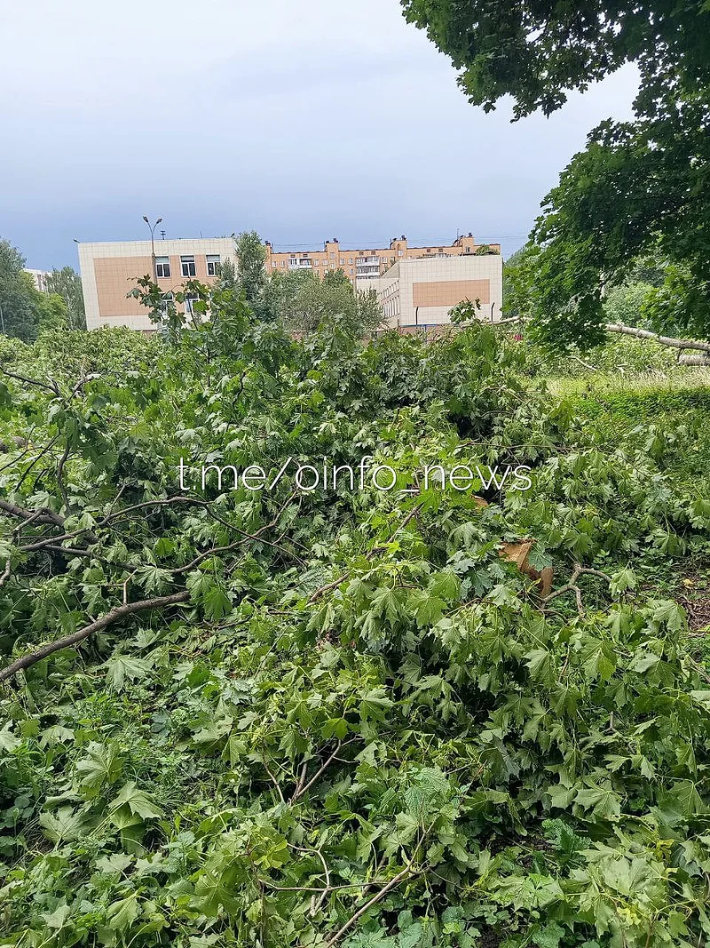 «Оставьте в покое здоровые деревья!»: на территории школы в Одинцово вырубают клёны и тополя