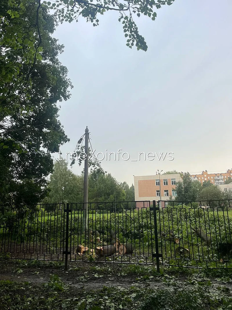 «Оставьте в покое здоровые деревья!»: на территории школы в Одинцово вырубают клёны и тополя