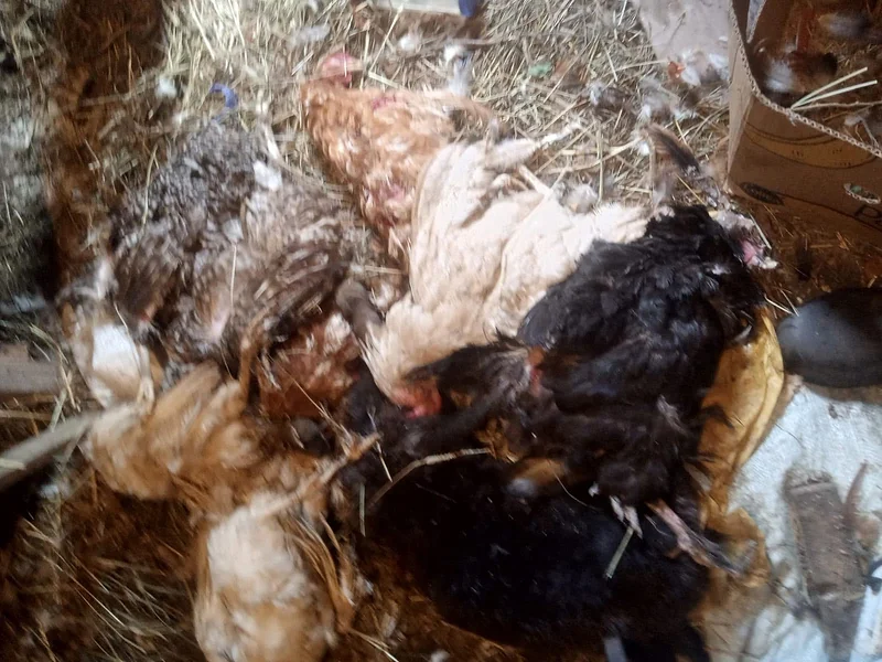 Убивают кроликов и кур: стая бродячих собак держит в страхе СНТ в Одинцовском округе