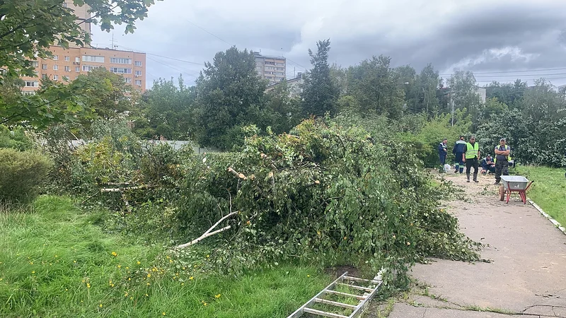 За зданием администрации Одинцовского округа вырубили деревья под парковку