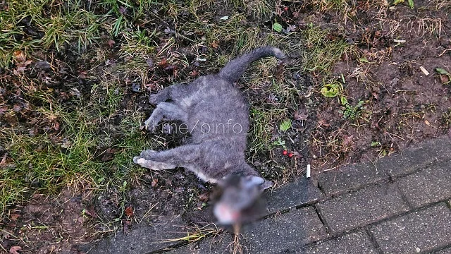 В Одинцово из окна многоэтажки выбросили двух котов — они погибли